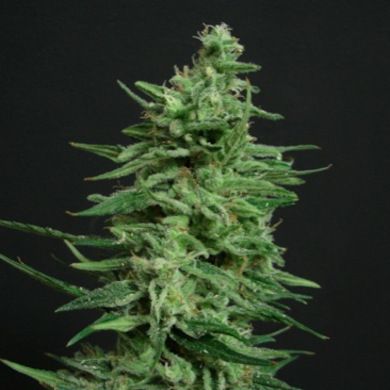 Amnesia Lemon