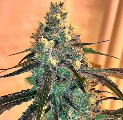 Black Widow