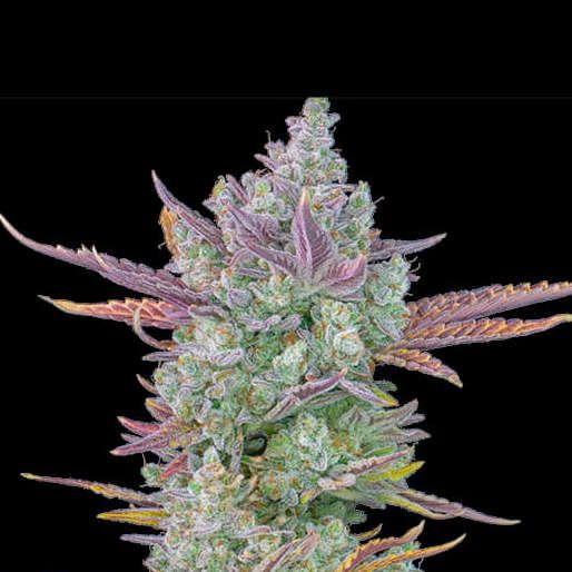 Gorilla Cookies Auto