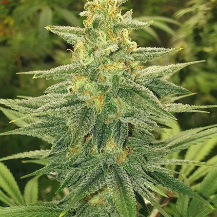 Skywalker OG