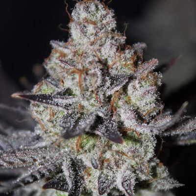 Tropicana Cookies Fast Flowering