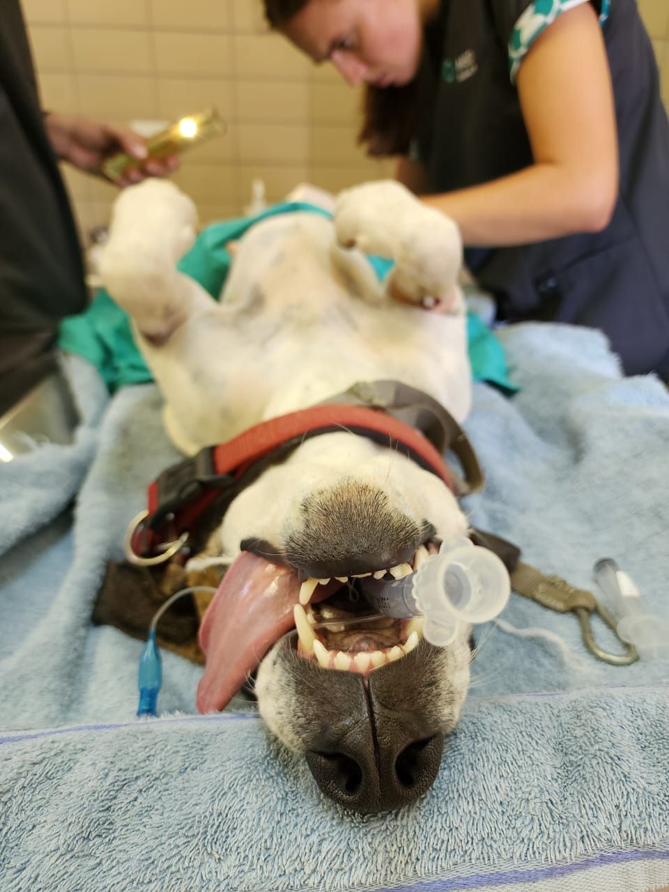 Sponsor one sterilisation