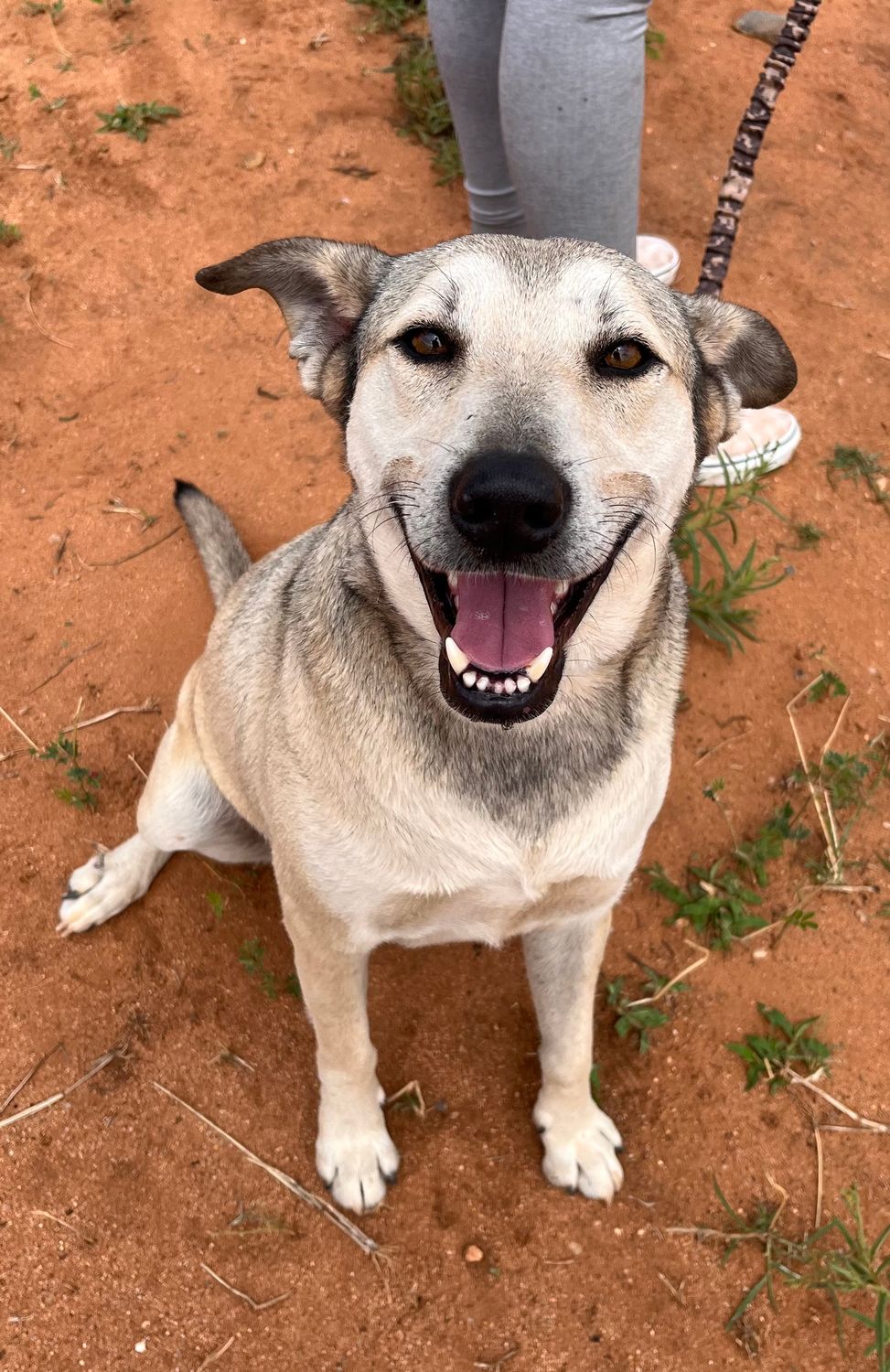 Sponsor one dog in camp for 1 month