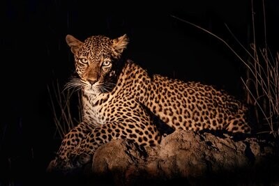 Leopard Edition