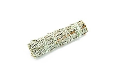 Shasta Sage 10cm