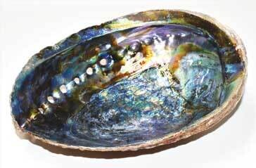 6&quot;- 7&quot; Abalone Shell incense burner (A quality)