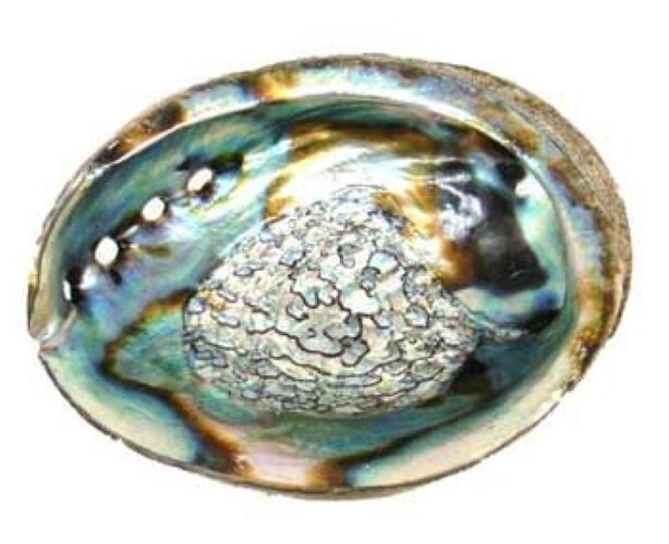3&quot; - 4&quot; Abalone Shell incense burner