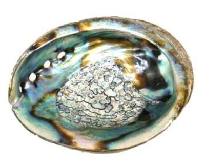 3&quot; - 4&quot; Abalone Shell incense burner