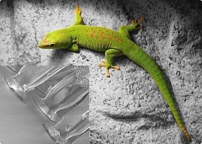 Gecko® Nanoplast®, haftet auf Glas durch Van-der-Waals-Kräfte