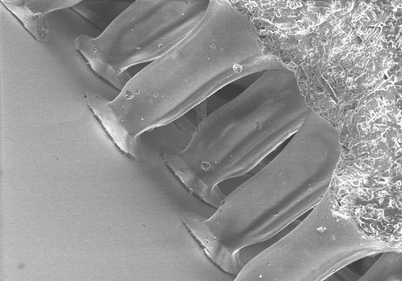 Gecko® Nanoplast® - mit Kleber 31 - ø12mm - natur - 100St Gecko® Nanoplast® - mit Kleber 31 - ø12mm - natur - 100St