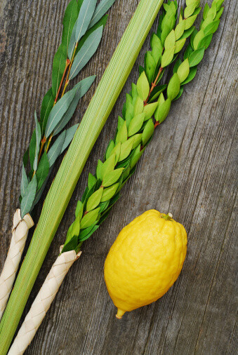 Lulav &amp; Etrog Set