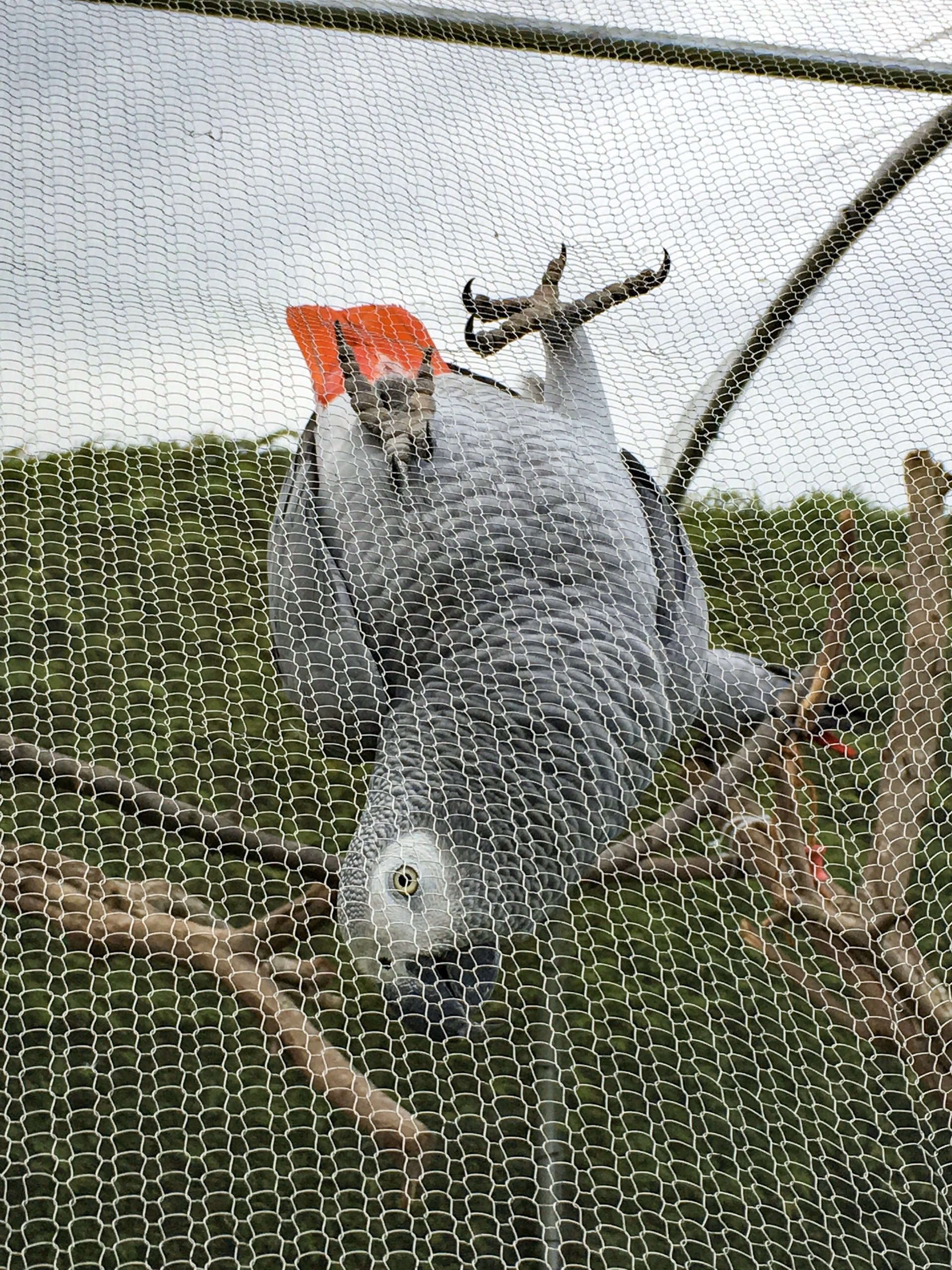 ClearMesh25 (2m x 15m)