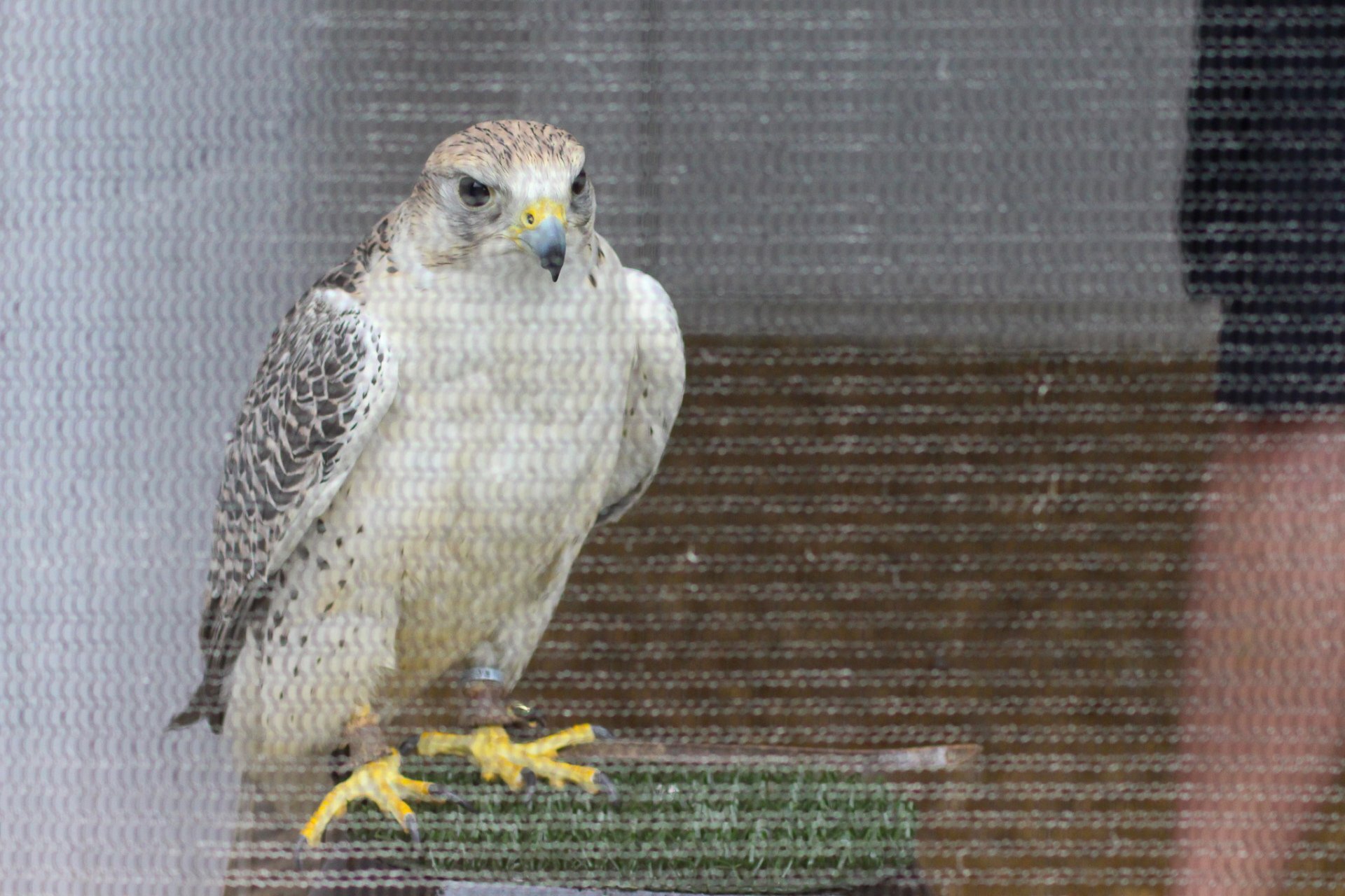 ClearMeshHT (2m x 15m)