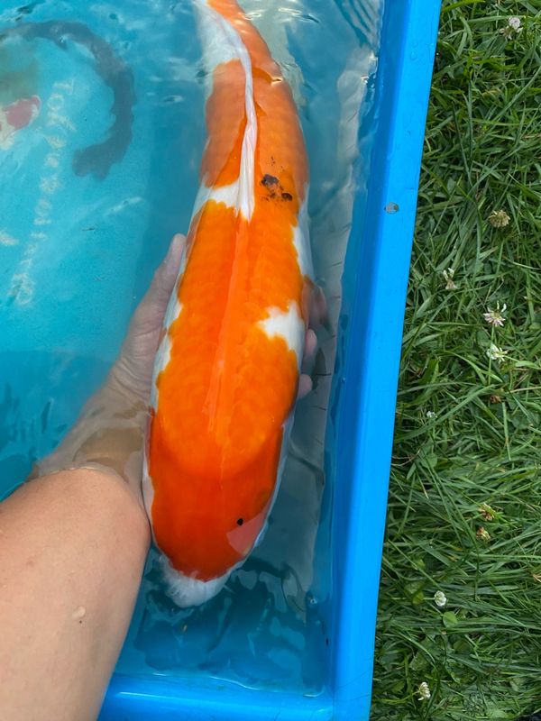 26 Inches Dainichi Sanke