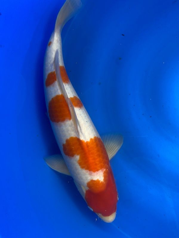 24 Inches Dainichi Kohaku