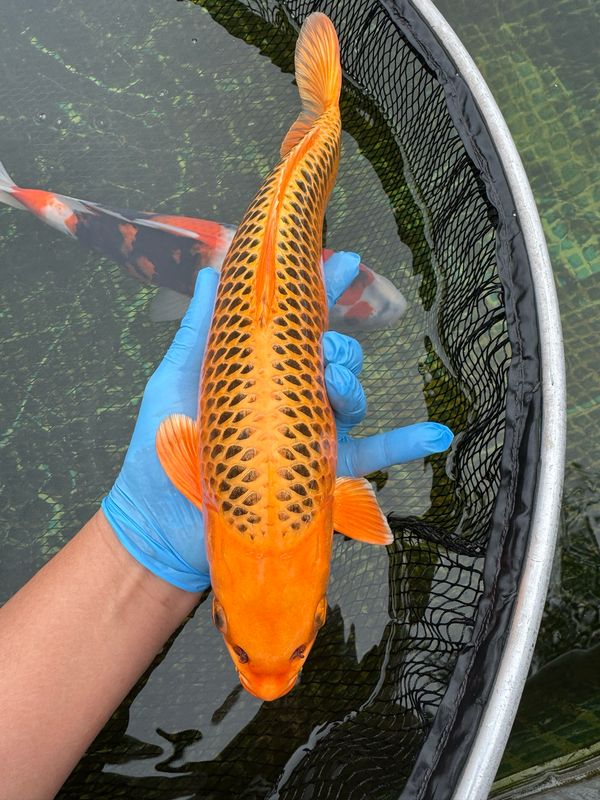 3 Koi Mix