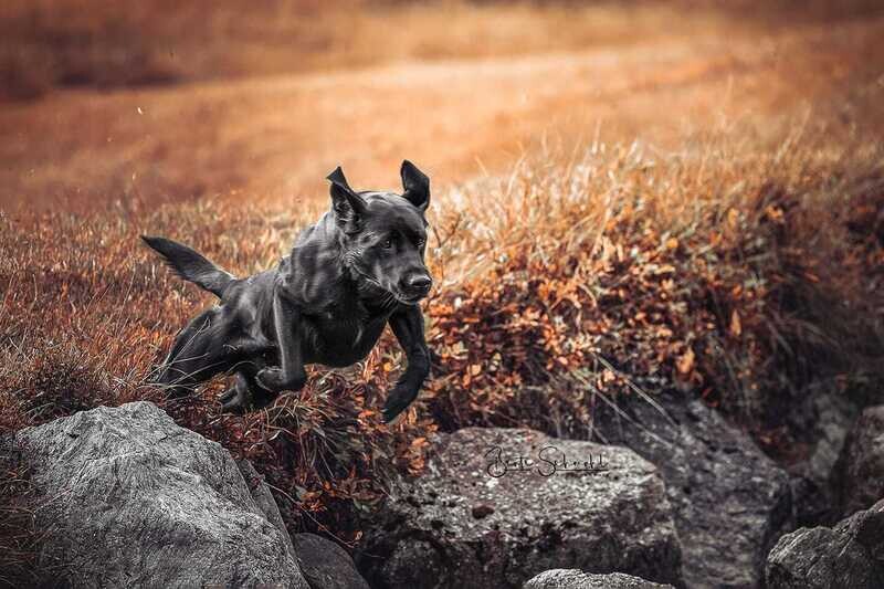 251123 Hunde in Bewegung und "Gangwerksentwicklung", Seminar mit Prof. Martin Fischer am 23.11.25