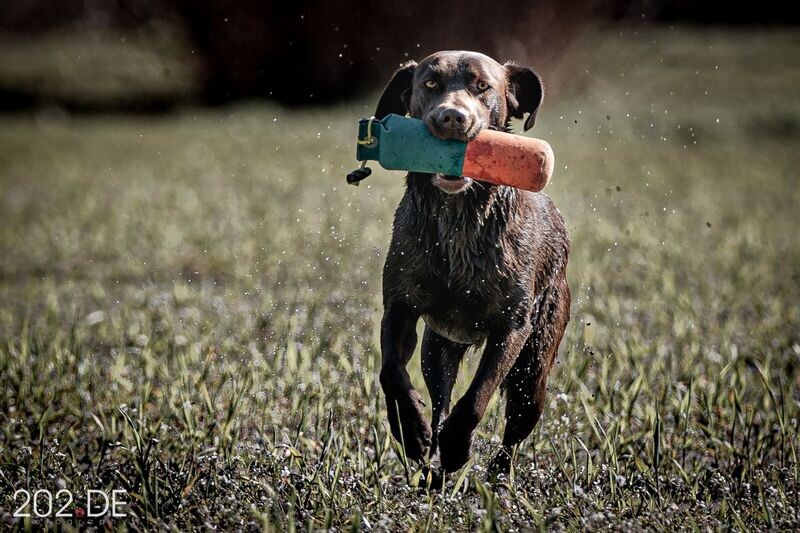 260201 Tagestraining Dummytraining A/F B-Arendonk 260201 Tagestraining Dummytraining A/F B-Arendonk