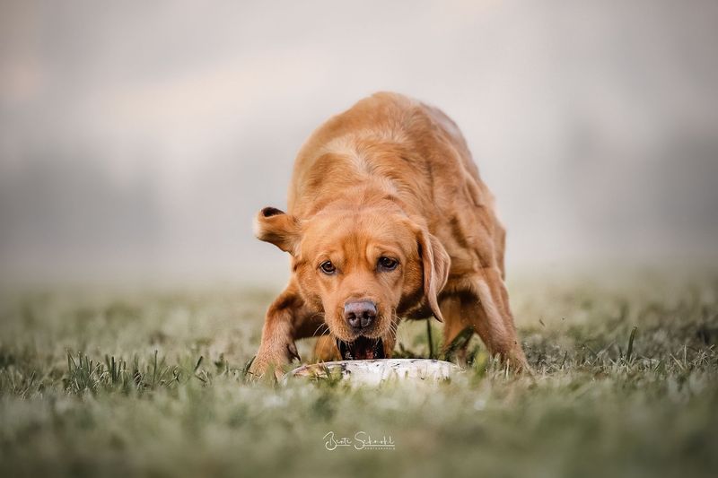 251101 Dummytrainingswochenende in Gaggenau 01.-02.11.2025