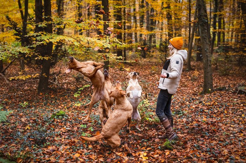 251026 Herbstaktion 251026 Herbstaktion "Dein Hund & Du" am 26.10.2025 bei Plz 88696