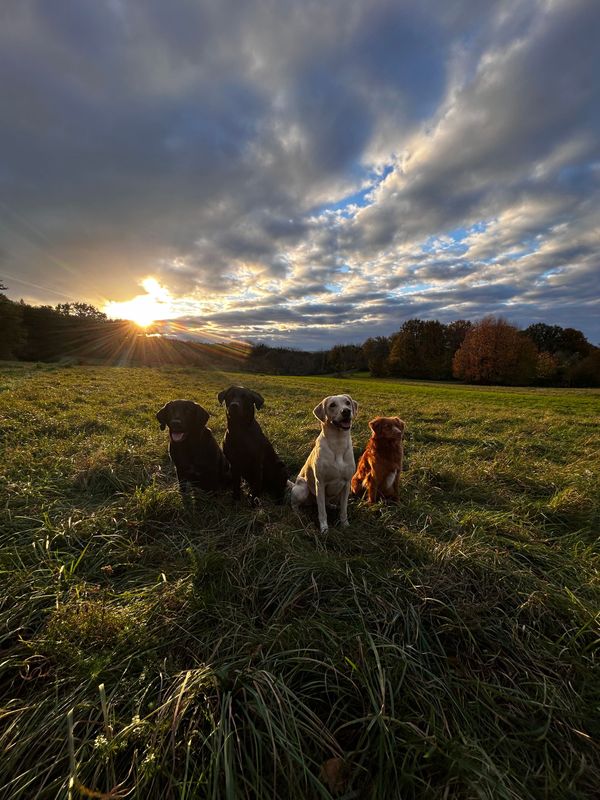 261109 Trainingstage Dummyarbeit intensiv im Schwarzwald 09.-13.11.2026 261109 Trainingstage Dummyarbeit intensiv im Schwarzwald 09.-13.11.2026
