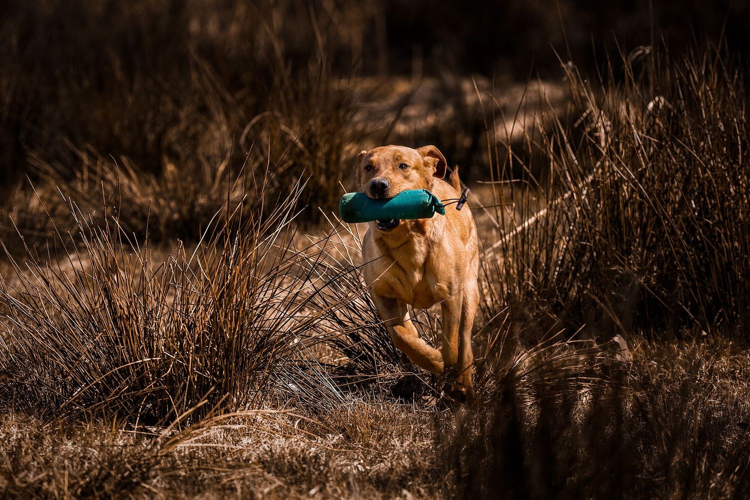 260430 Train better - Werde besser für dich und deinen Hund! 2 Tage Theorie & Praxis bei 72488 260430 Train better - Werde besser für dich und deinen Hund! 2 Tage Theorie & Praxis bei 72488