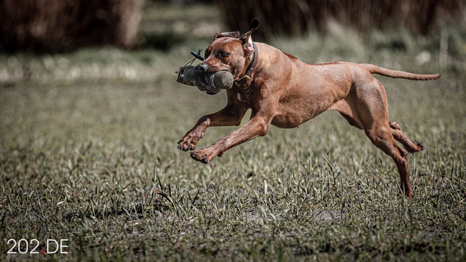Nur Training bei Trainingsferien 4 Tage Training  in Trainingsferien,  ohne Übernachtung, bitte bei Buchung angeben für welchen Termin!