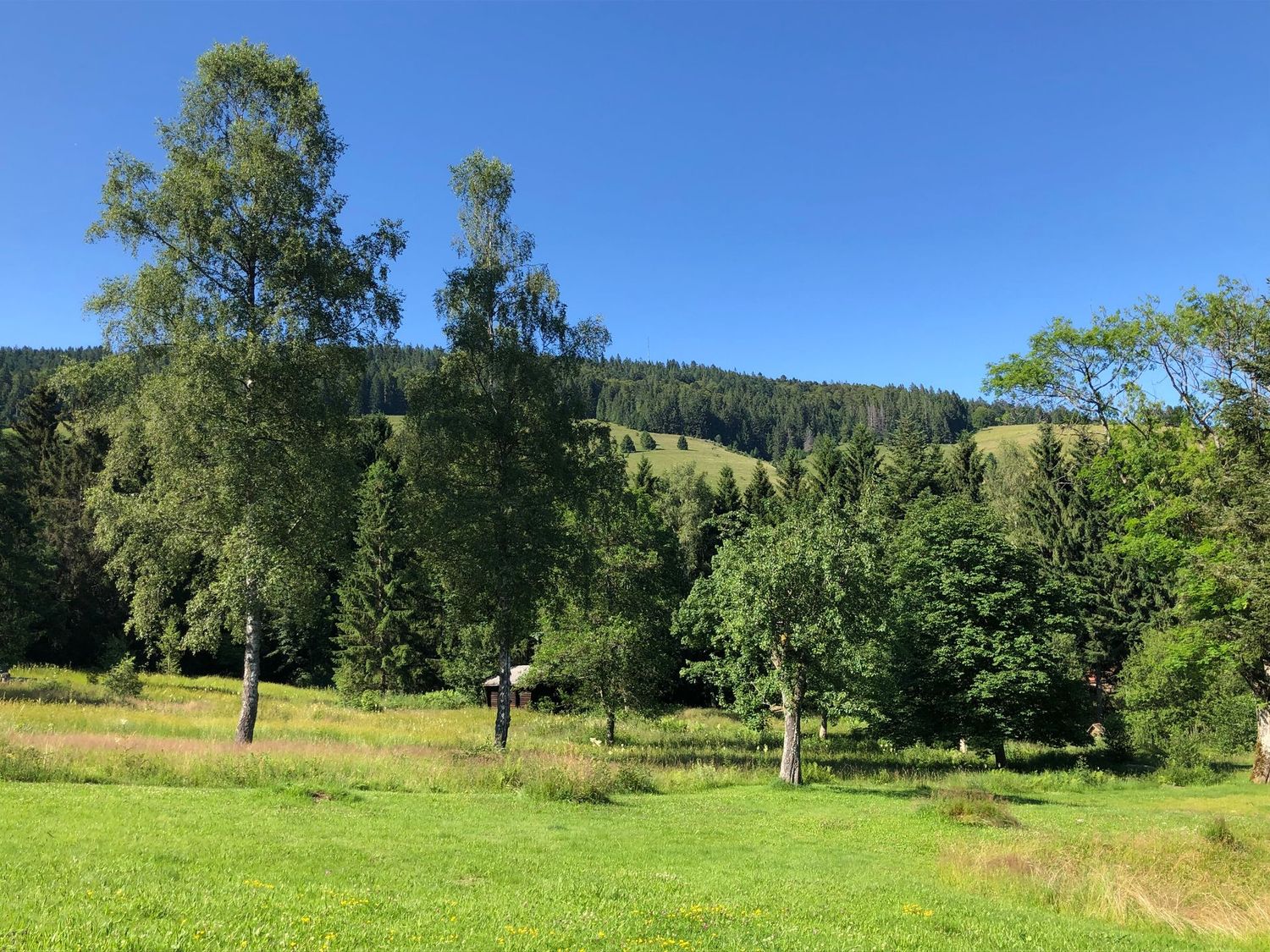 270426 Trainingstage Dummyarbeit intensiv im Schwarzwald/ Todtmoos 26.-30.04.2027 270426 Trainingstage Dummyarbeit intensiv im Schwarzwald/ Todtmoos 26.-30.04.2027
