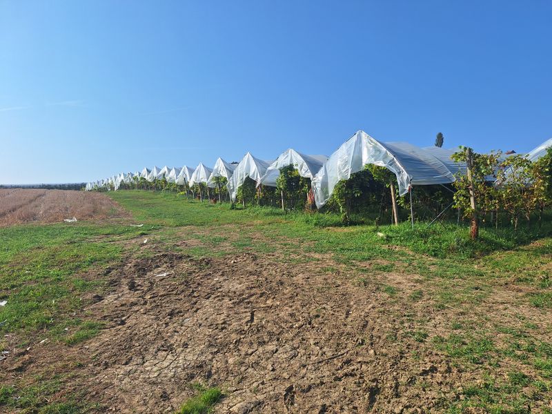 Enostavna zaščita za vaš sadovnjak, vinograd - tunel širine 4,7m