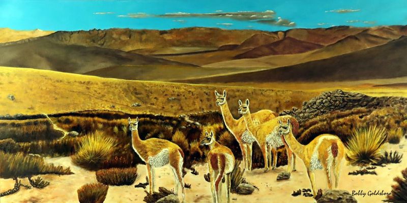 Guanacos of the Andes