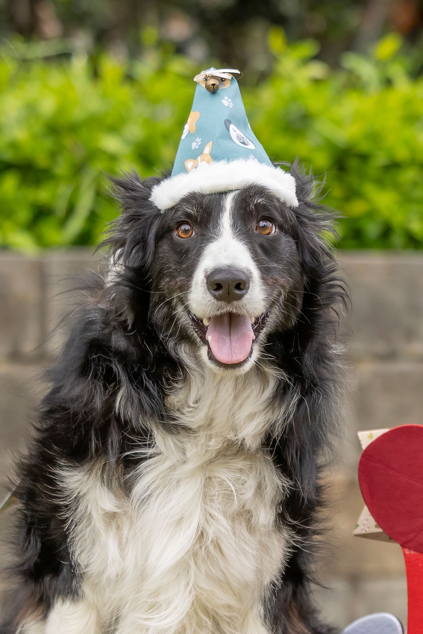 Countdown to Santa Paws Advent Calendar