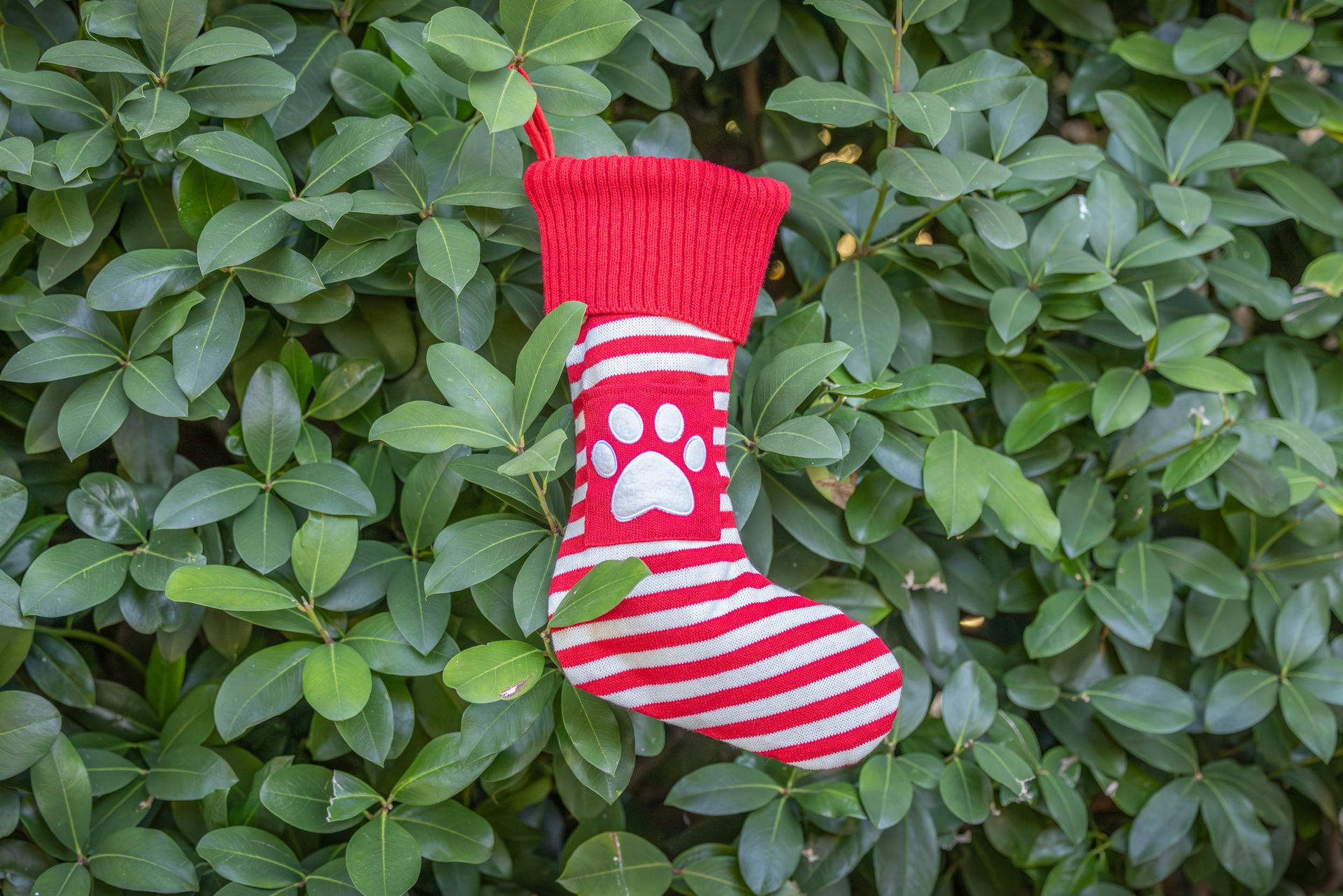 Festive Dog Christmas Stocking – Treats for Your Furry Friend