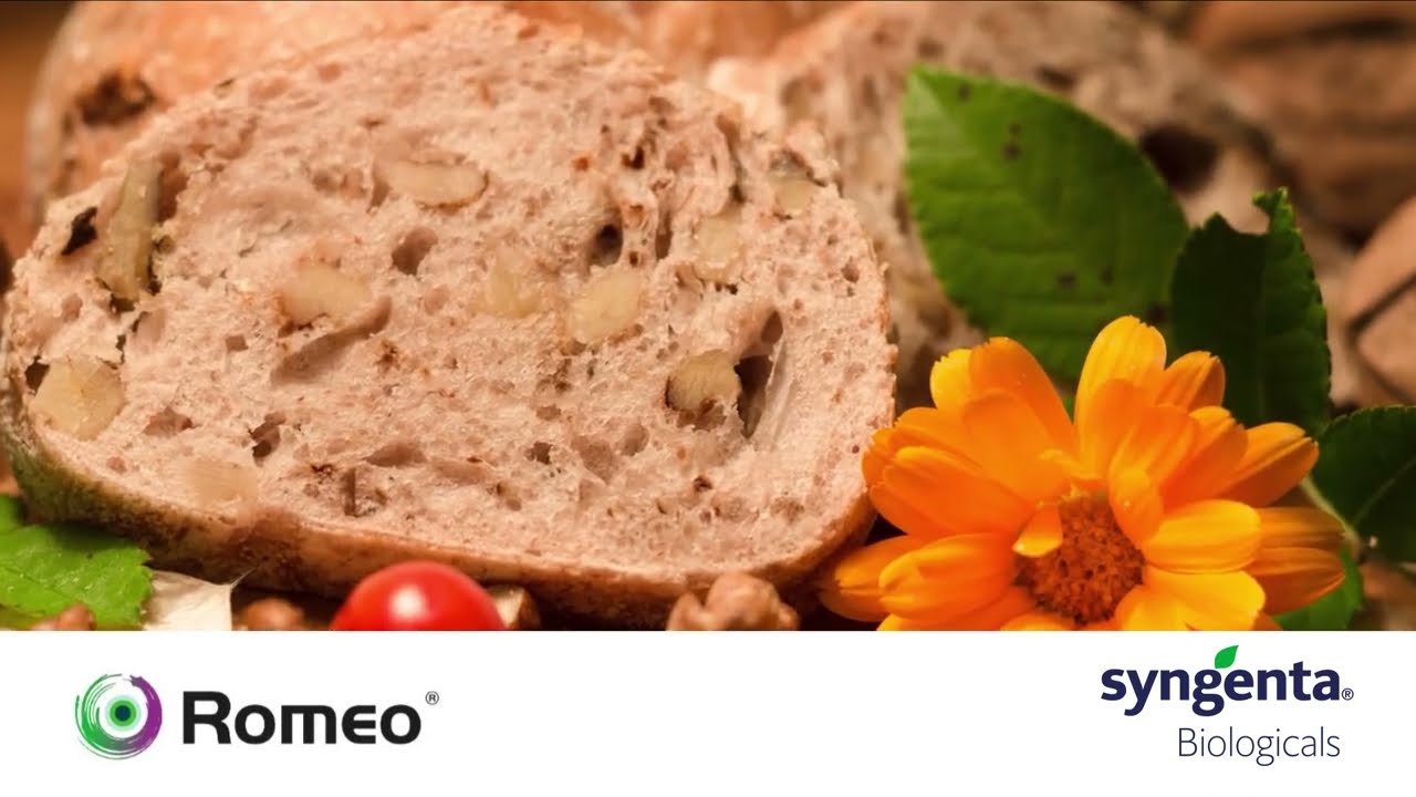 ROMEO KG 1 - SYNGENTA