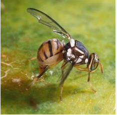 MOSCA DELL'OLIVO E AGRUMI AMBIENTA - ZAPI GARDEN