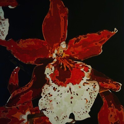 Red Orchid (framed print)