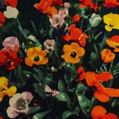 New York Pansies (LIMITED framed print)