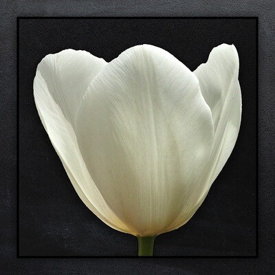 20x Royal Virgin - Witte tulpenbollen