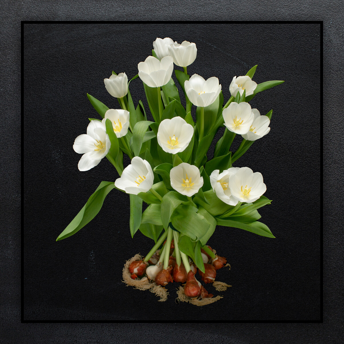 Witte tulpen met bol boeket