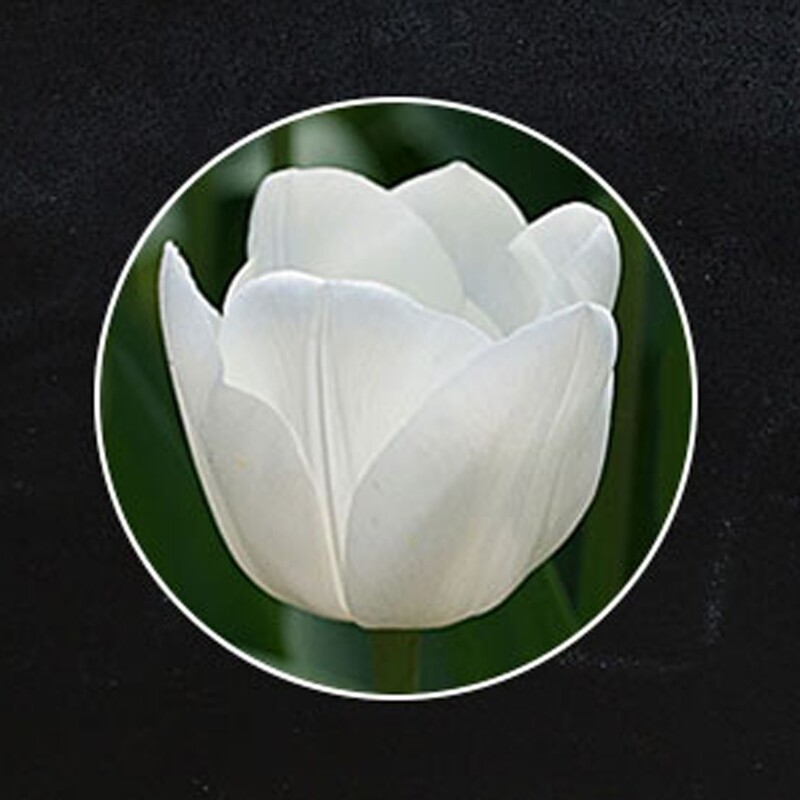 Witte Tulpen Boeket "ROYAL VIRGIN"