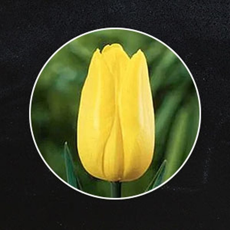 Gele Tulpen Boeket "STRONG GOLD"