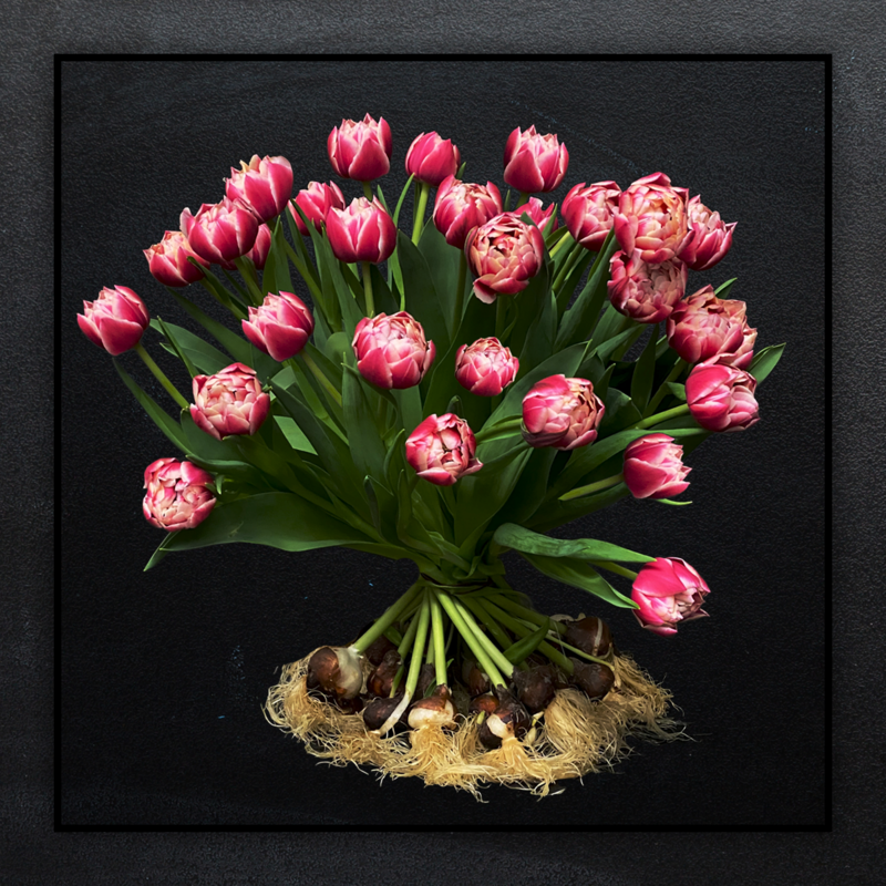 Dubbel Zalm roze tulpen met bol boeket