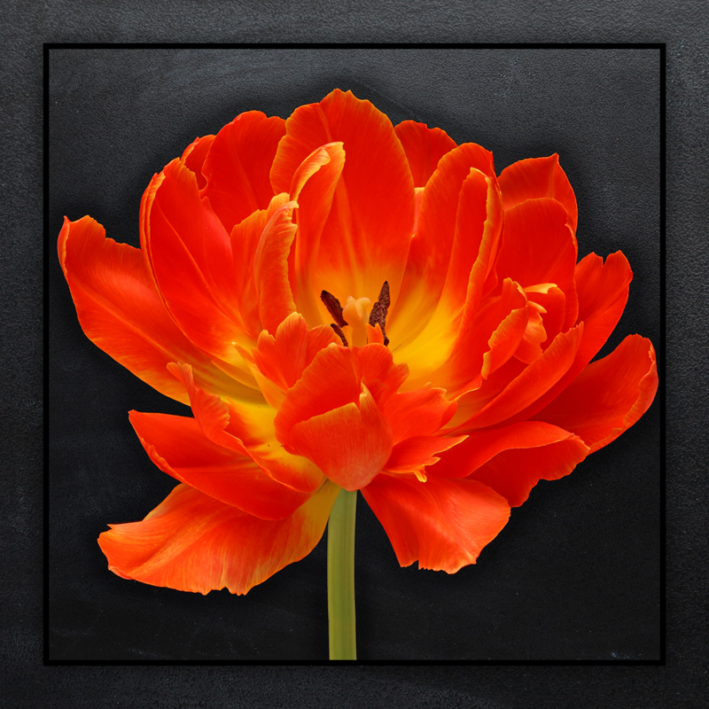 Dubbel Oranje tulpen met bol boeket