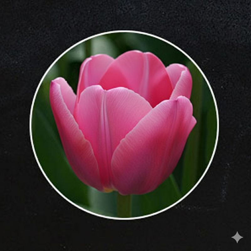 Roze Tulpen Boeket "MOLTO AMATA"