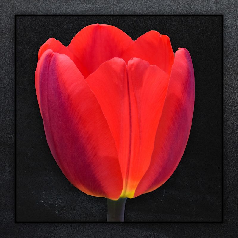Rode Tulpen Boeket "STRONG LOVE"