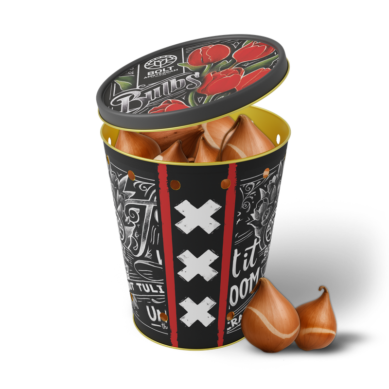 15x Rote Tulpenzwiebeln kaufen – im Eimer “Red Rave” von BOLT Amsterdam! Wunderschöne rote Blumenzwiebeln direkt aus unserer eigenen Gärtnerei. 15x Rote Tulpenzwiebeln kaufen – im Eimer “Red Rave” von BOLT Amsterdam! Wunderschöne rote Blumenzwiebeln direkt aus unserer eigenen Gärtnerei.