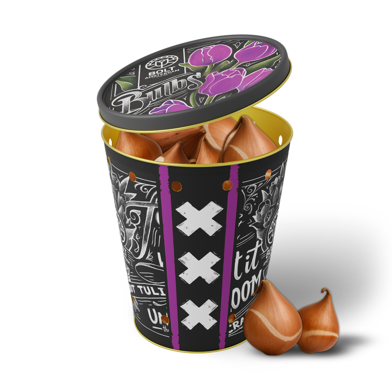 15x Violette Tulpenzwiebeln in der „Purple Punch“-Dose von BOLT Amsterdam! Ausdrucksstarke violette Blumenzwiebeln direkt aus unserer eigenen Gärtnerei. 15x Violette Tulpenzwiebeln in der „Purple Punch“-Dose von BOLT Amsterdam! Ausdrucksstarke violette Blumenzwiebeln direkt aus unserer eigenen Gärtnerei.