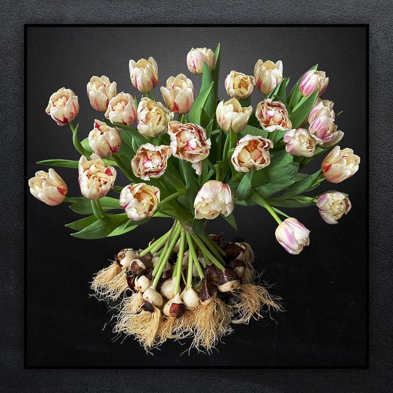 Dubbel Creme / Paars gevlamt tulpen met bol boeket