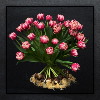 Dubbel Zalm roze tulpen met bol boeket