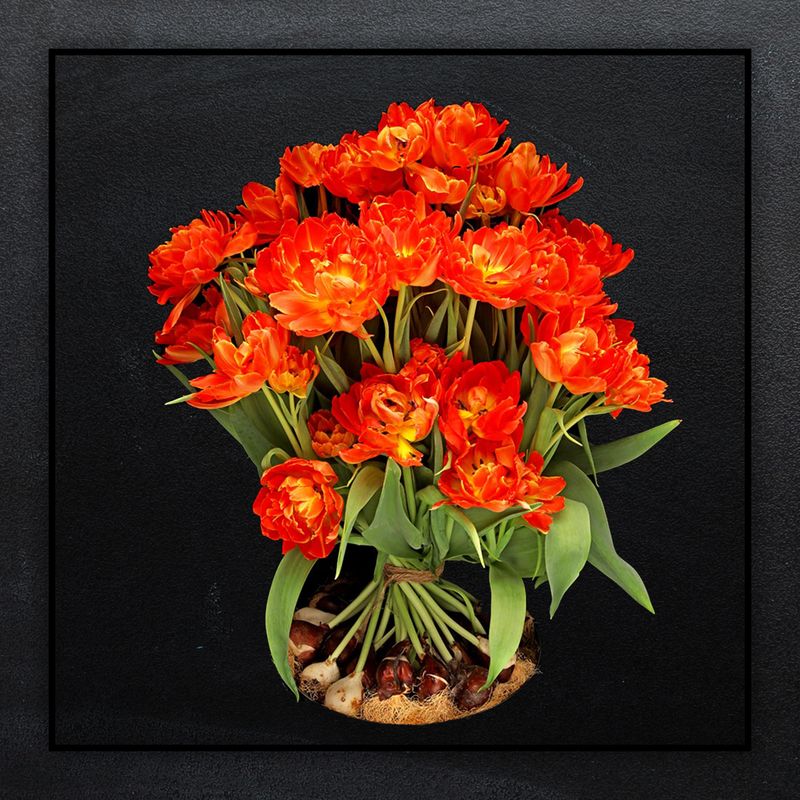 Dubbel Oranje tulpen met bol boeket