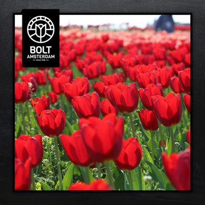 Tulip Subscription